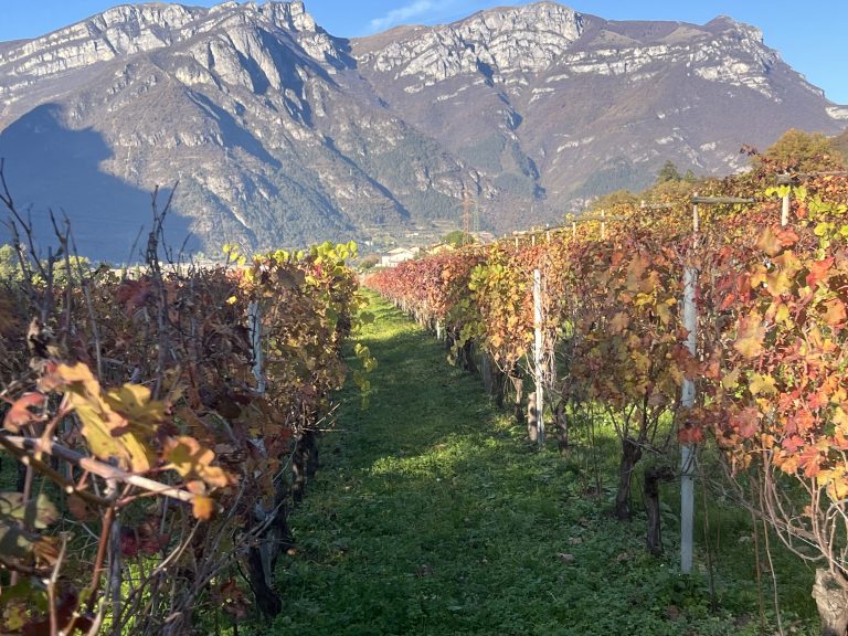 Un vino di un’annata caldissima che è invecchiato straordinariamente bene