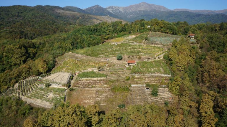 Fuori dal Barolo: quattro Nebbiolo straordinari da un territorio poco conosciuto