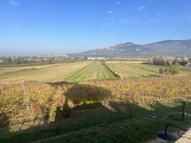 Un grandissimo Syrah toscano ancora poco rinomato