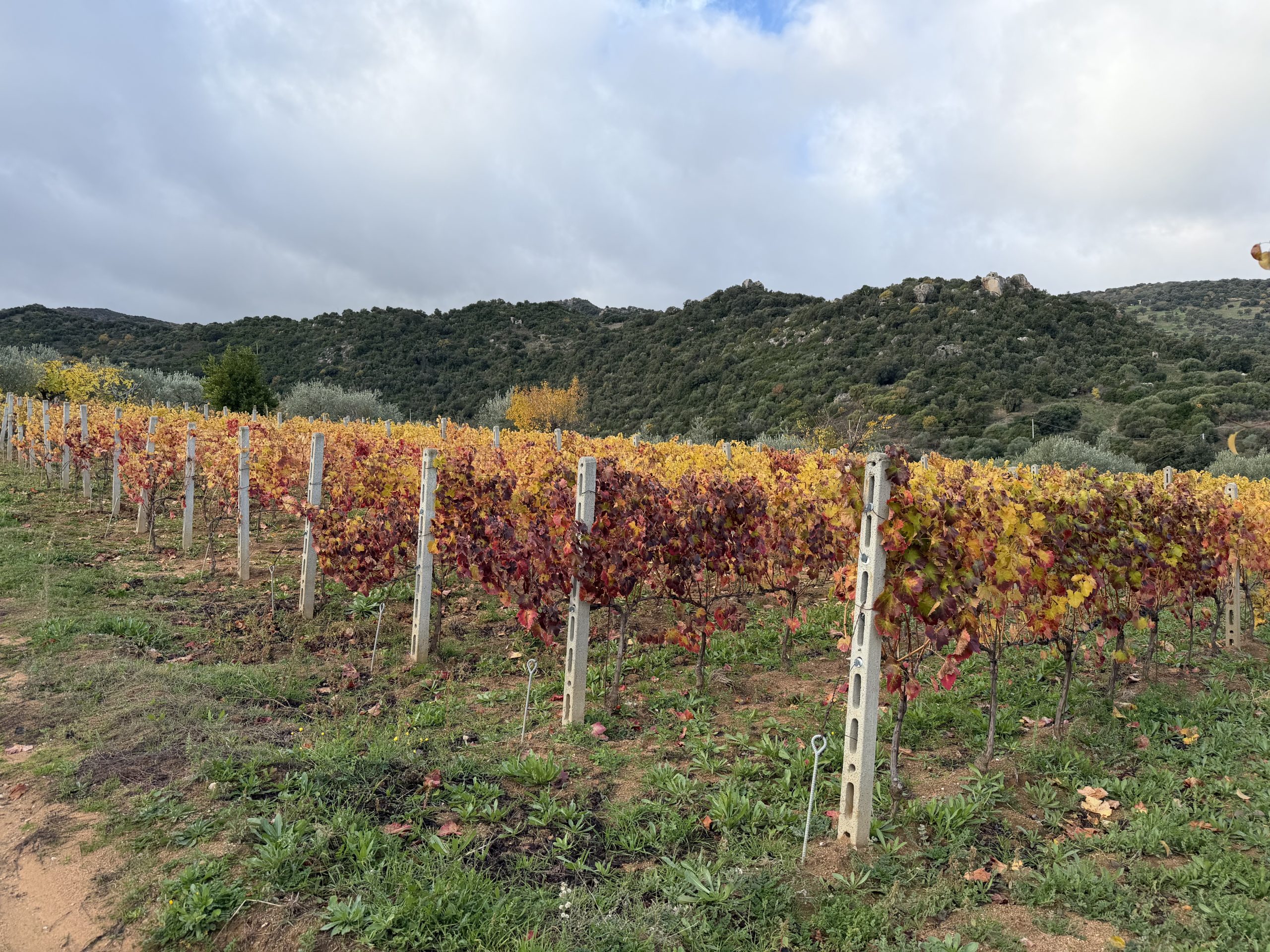 In questo piccolo paese della Sardegna si fanno vini sorprendenti