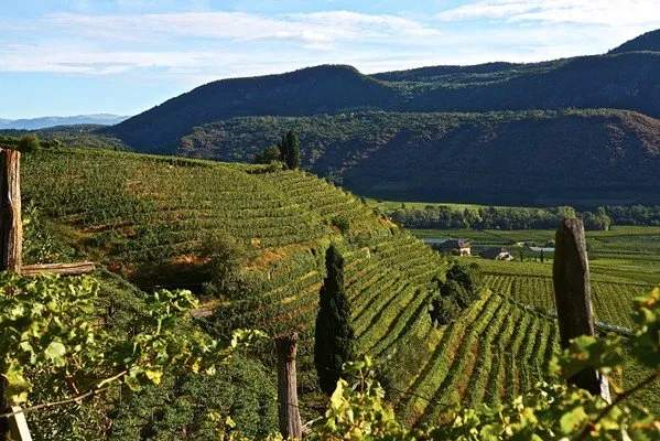 Un rosato eccezionale che costa poco e fa 11 gradi e mezzo di alcol